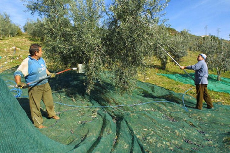 La raccolta delle olive