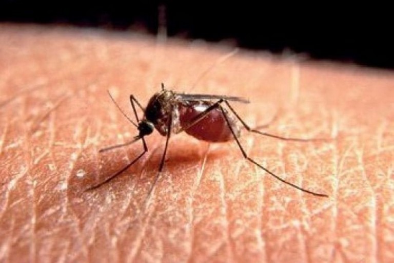 Zanzara - virus West Nile Fever. <span>Foto IRCCS Sacro Cuore Don Calabria </span>
