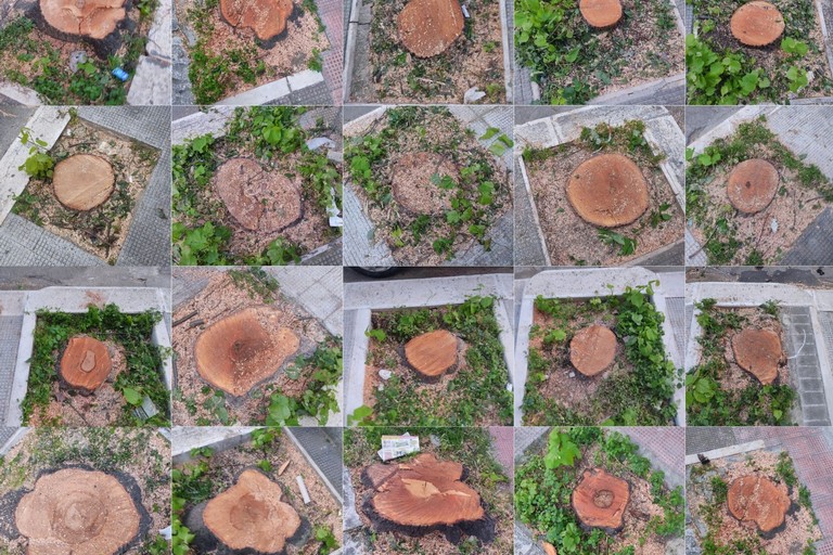 Sezioni alberi tagliati