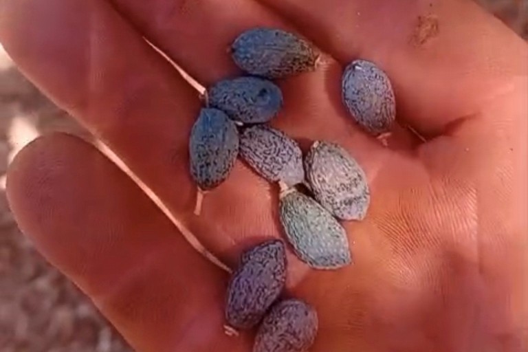Siccità su olive. <span>Foto Coldiretti Puglia </span>