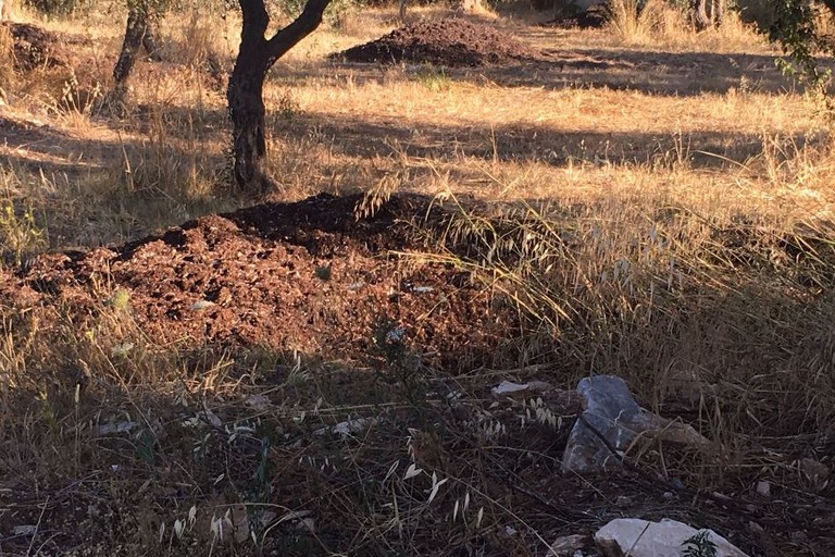 La posidonia rinvenuta nelle campagne di Giovinazzo