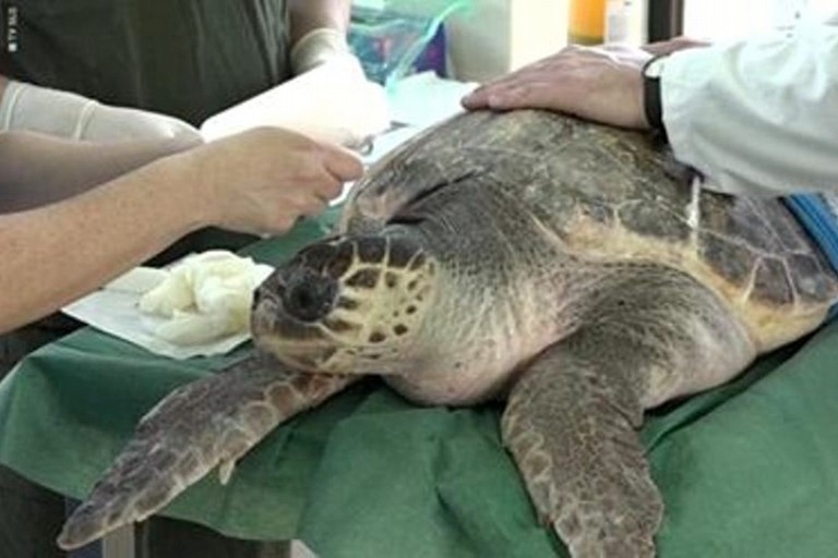Il centro recupero tartarughe di Molfetta su RTV Slovenija