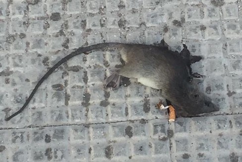 Il ratto morto in via Bari