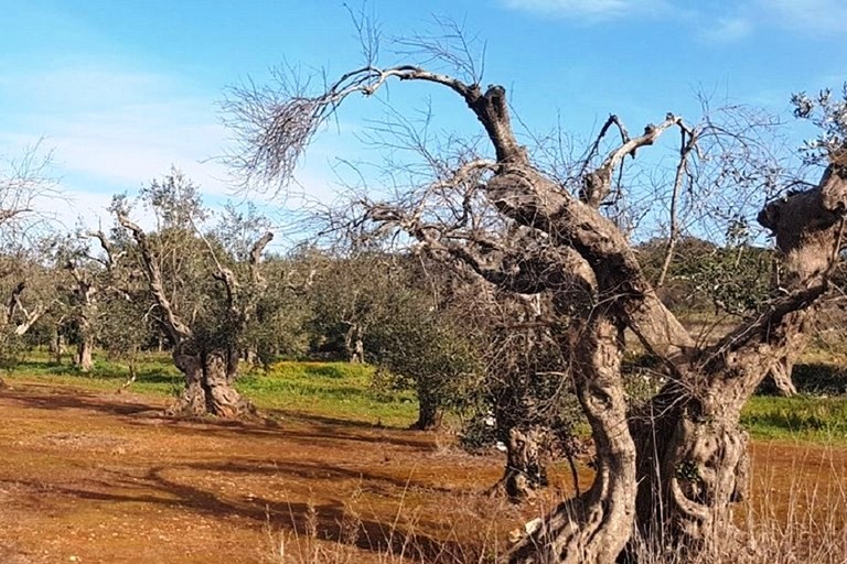 Gli effetti della xylella